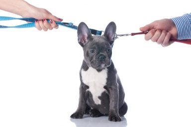 divorce with pets